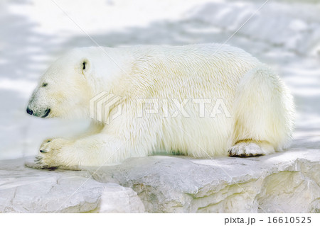 Polar white bear in his natural habitat. Polar white bear in his natural habitat. 16610525