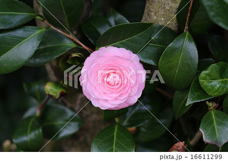 ツバキの花の写真 ツバキの花の写真 16611299