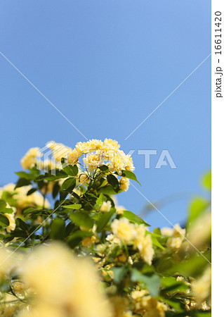青空と木香薔薇 16611420