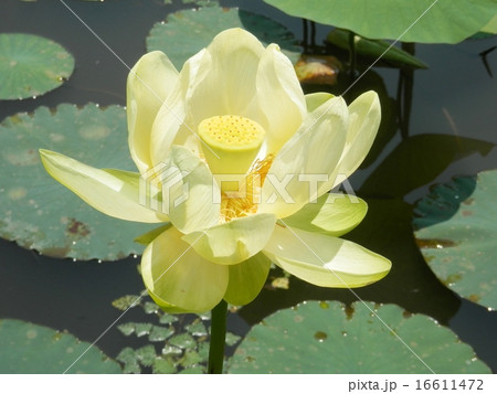 キバナハス 16611472