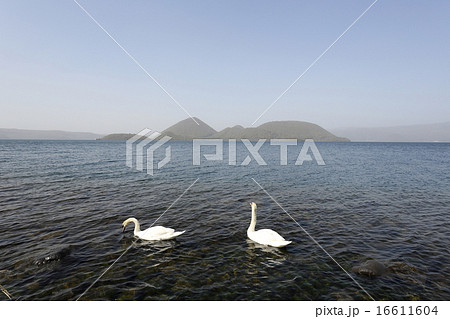 洞爺湖の白鳥 16611604