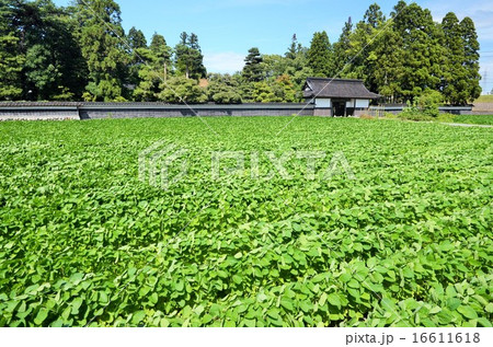 大豆畑と、農家の長い塀 大豆畑と、農家の長い塀 16611618