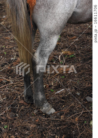 馬の後ろ脚 16611706