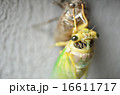 せみの羽化 16611717