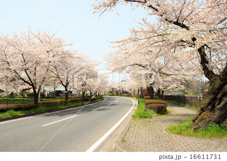 岩手県平泉町 国道４号の桜並木の写真素材