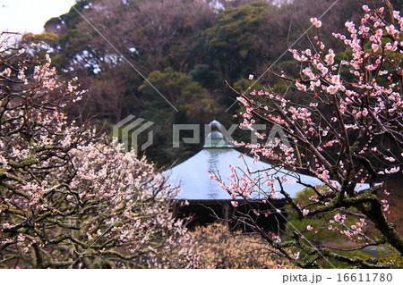 瑞泉寺の梅の花 瑞泉寺の梅の花 16611780