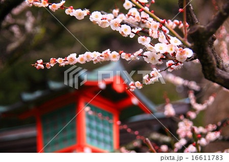 荏柄天神社の門前梅 16611783