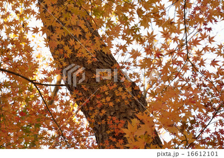 もみじ-7 16612101