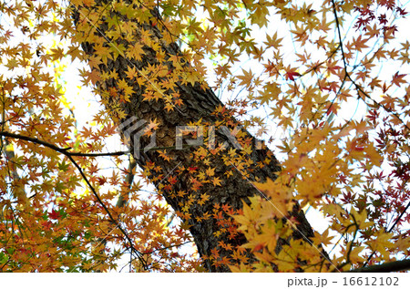 もみじ-8 16612102