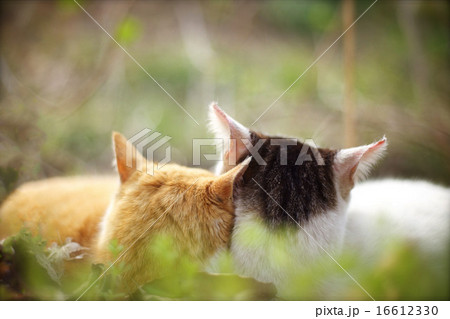 ネコ 仲良し ネコ 仲良し 16612330