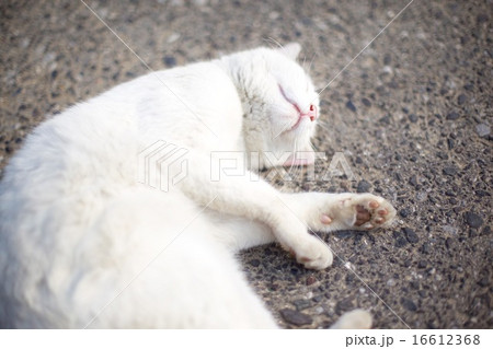 ねこ ねこ 16612368