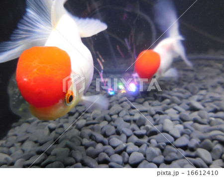 金魚 16612410