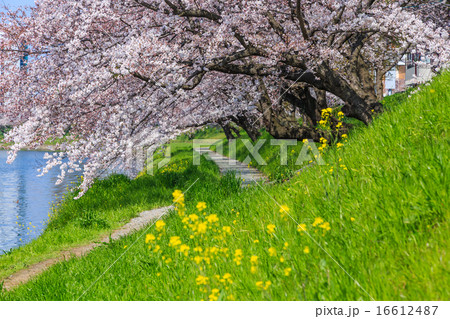 桜の花 桜の花 16612487