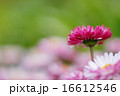 ヒナギク 16612546