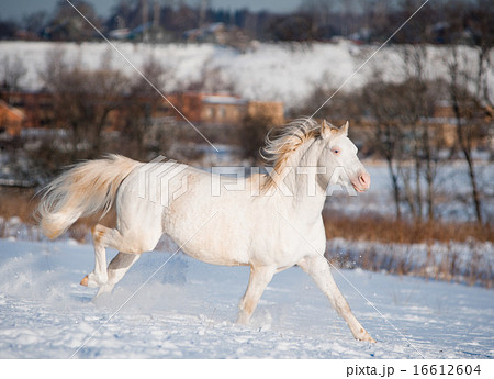 cremello welsh pony in winter field 16612604