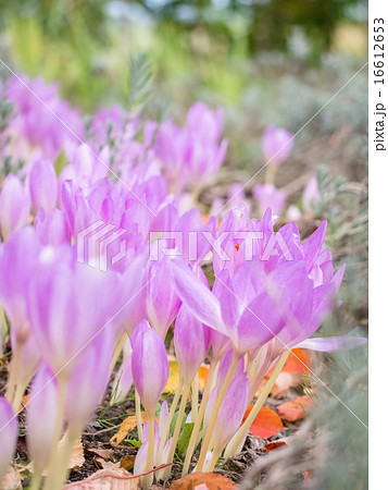 コルチカム コルチカム 16612653