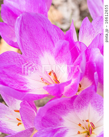 コルチカム 16612655