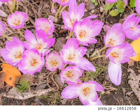 コルチカム 16612656