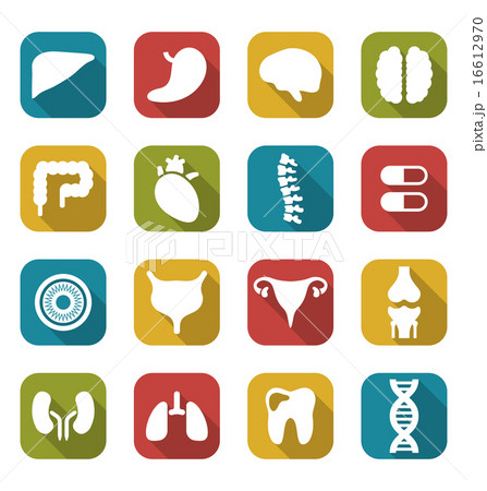 Internal Human Organs Internal Human Organs 16612970