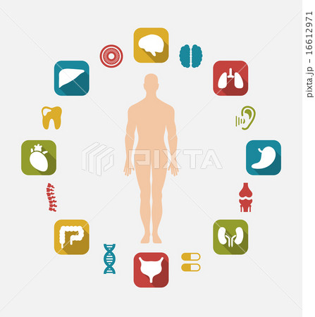 Infographic of Internal Human Organs 16612971