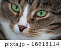 Green-eyed striped cat 16613114