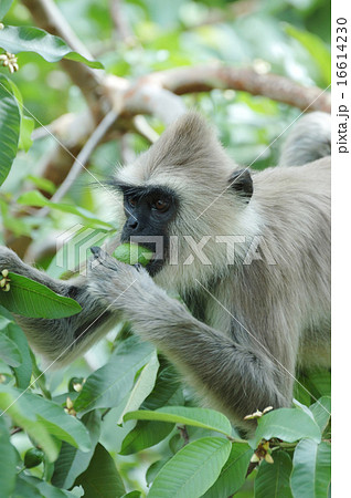 Monkey (Gray langur) eating a fruit,India,Asia Monkey (Gray langur) eating a fruit,India,Asia 16614230
