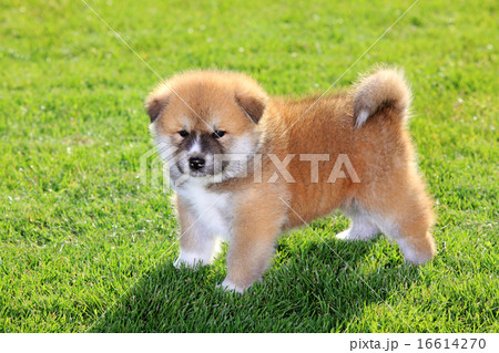 Pets, Akita Inu puppy dog 16614270