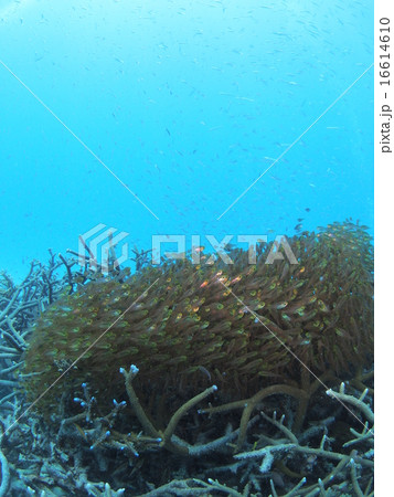 沖縄 西表島の枝サンゴに群れる大量の金色でスケルトンな熱帯魚の写真素材