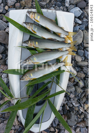 釣りたての天然鮎 16614843