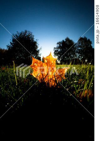 Maple leaf on grass illumited by sunrise light Maple leaf on grass illumited by sunrise light 16614908