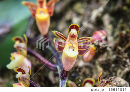 wild orchids in forest of Thailand 16615015