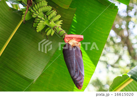 Banana flower 16615020