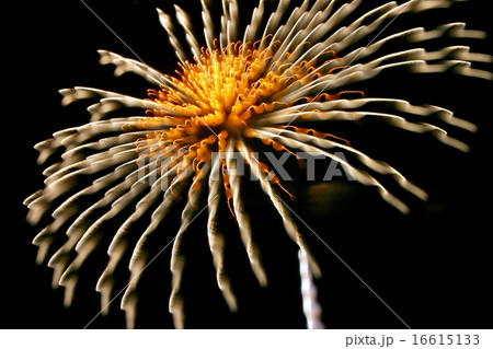 おもしろ花火写真114 16615133