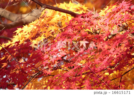 宇治川のモミジ 宇治川のモミジ 16615171