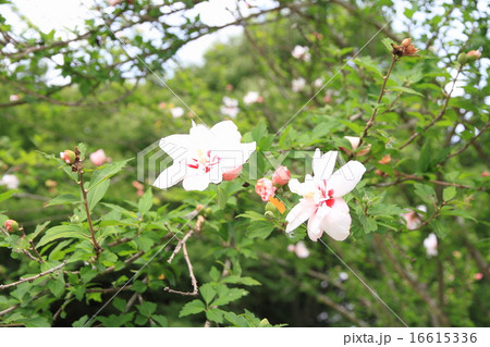 夏の公園　ムクゲの花 16615336