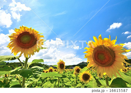 ひまわり畑6(香川県まんのう町帆山) ひまわり畑6(香川県まんのう町帆山) 16615587