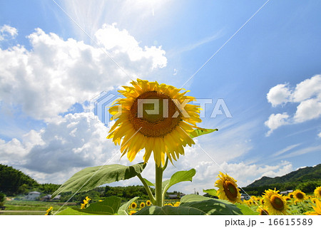 ひまわり畑8(香川県まんのう町帆山) ひまわり畑8(香川県まんのう町帆山) 16615589