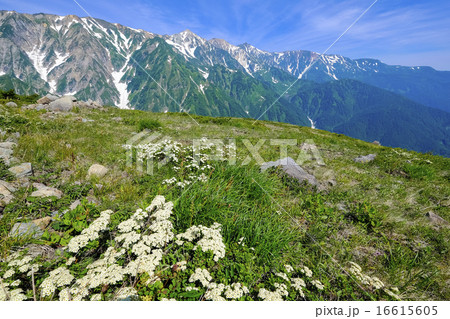 白花と白馬三山 16615605