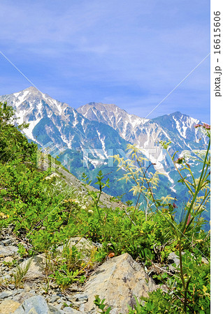 登山道に咲く 登山道に咲く 16615606