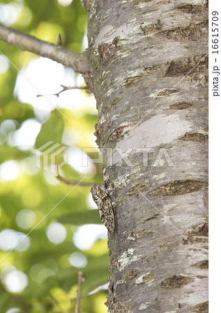 ニーニーゼミ 16615709