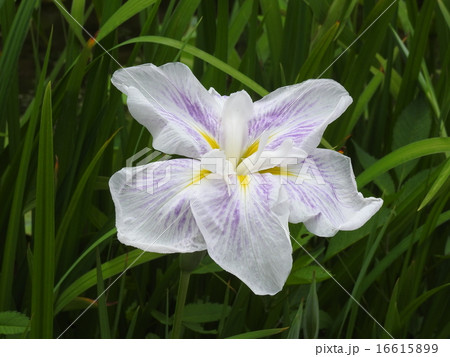 ハナショウブ（花菖蒲） 16615899