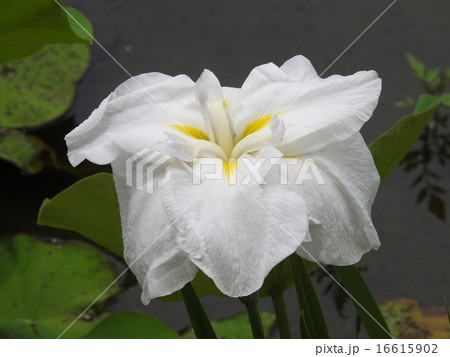 ハナショウブ（花菖蒲） 16615902