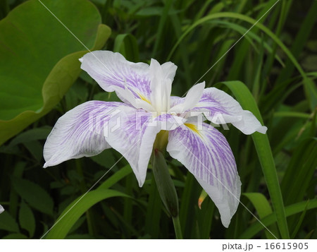 ハナショウブ（花菖蒲） 16615905