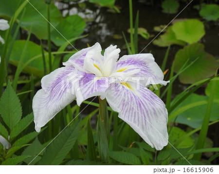 ハナショウブ（花菖蒲） 16615906