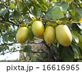 筆柿 筆柿 16616965