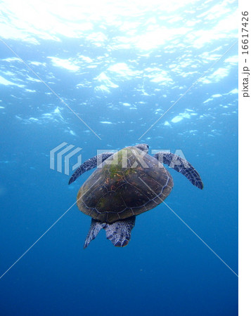 カメ 16617426