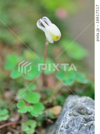 高山の花 16617517