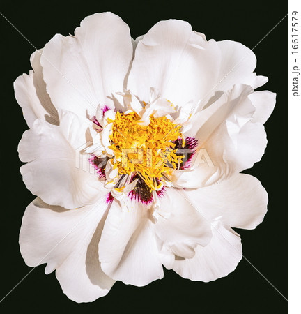 Rare type peony on black background 16617579