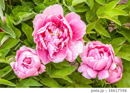Rare type peonies 16617598