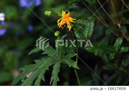 ハンカイソウ（樊噲草 ） 16617609